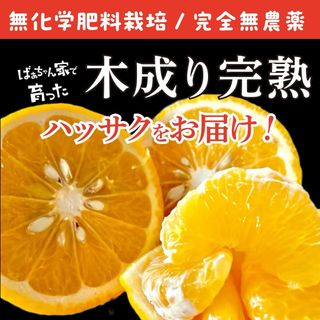 【送料込み】無農薬 八朔 自然栽培 家庭用 (フルーツ)