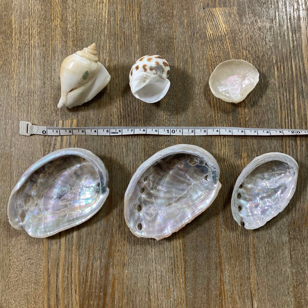 貝殻　貝がら　シェル  6個   エンタメ/ホビーのコレクション(その他)の商品写真