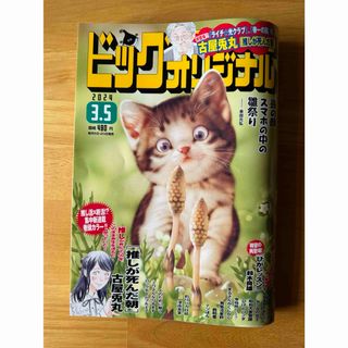 ショウガクカン(小学館)のビッグコミック オリジナル 2024年 3/5号 [雑誌](漫画雑誌)