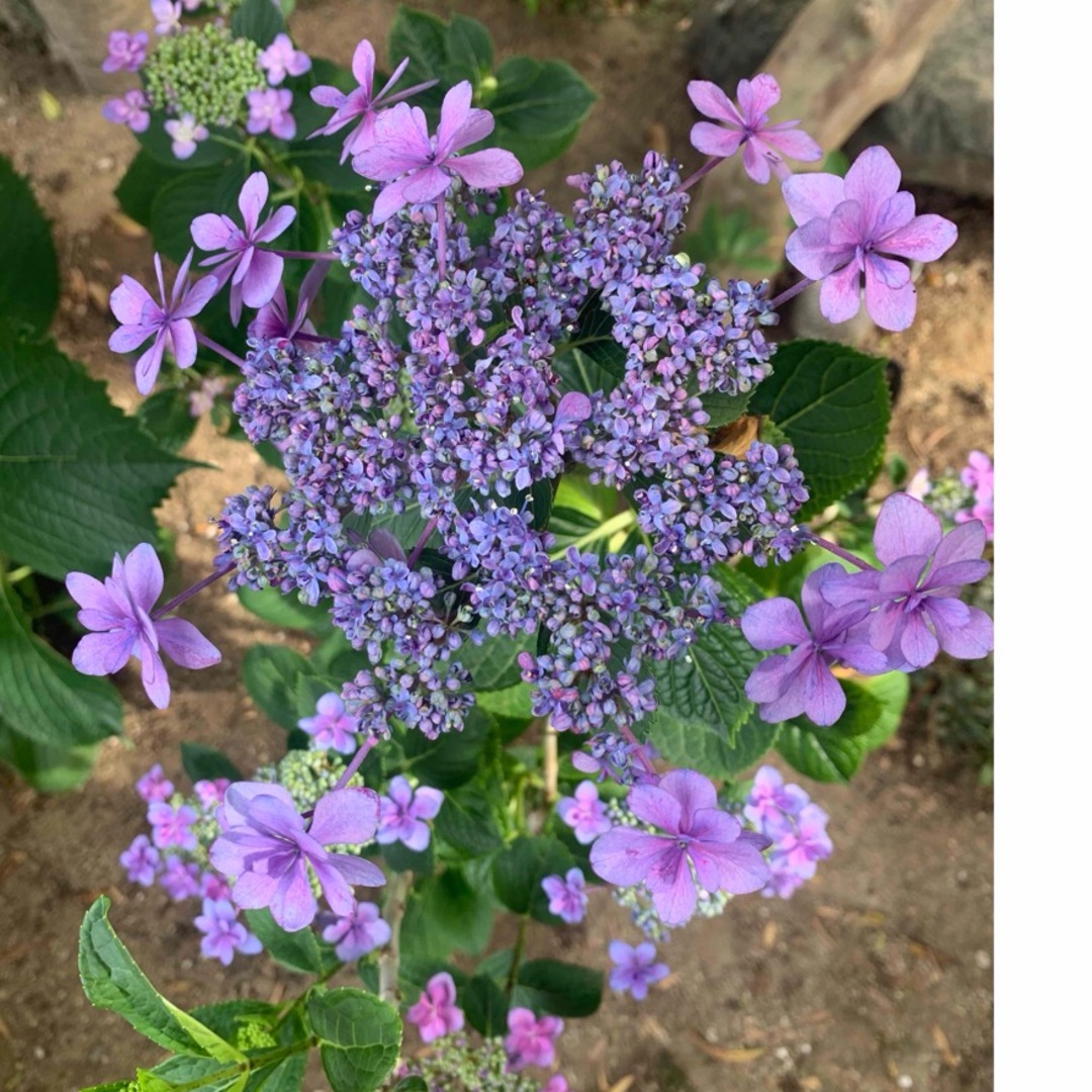 ガクアジサイ　紫色と薄い水色の2苗 ハンドメイドのフラワー/ガーデン(プランター)の商品写真