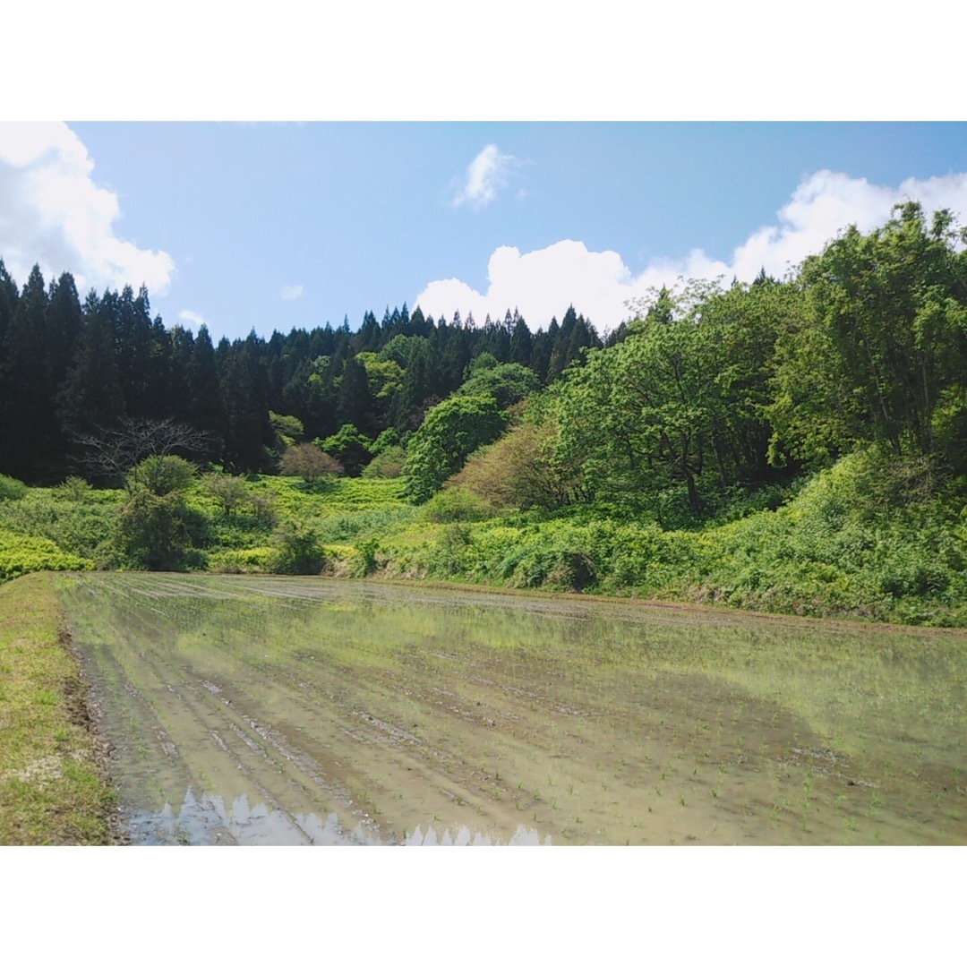 米　ひとめぼれ　令和5年産　秋田米　秋田県産　精米済み　農家直送　2キロ　白米 食品/飲料/酒の食品(米/穀物)の商品写真