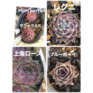 多肉植物　センペルビウム　ブラックミニ　上海ローズ　ブルーボーイ(その他)