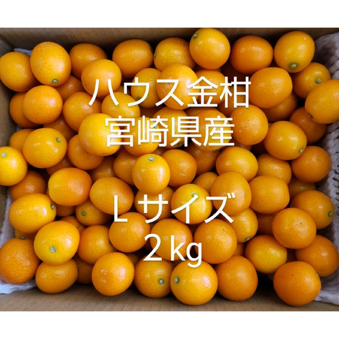 ハウス金柑　宮崎県産　Ｌサイズ　箱込み２kg 食品/飲料/酒の食品(フルーツ)の商品写真