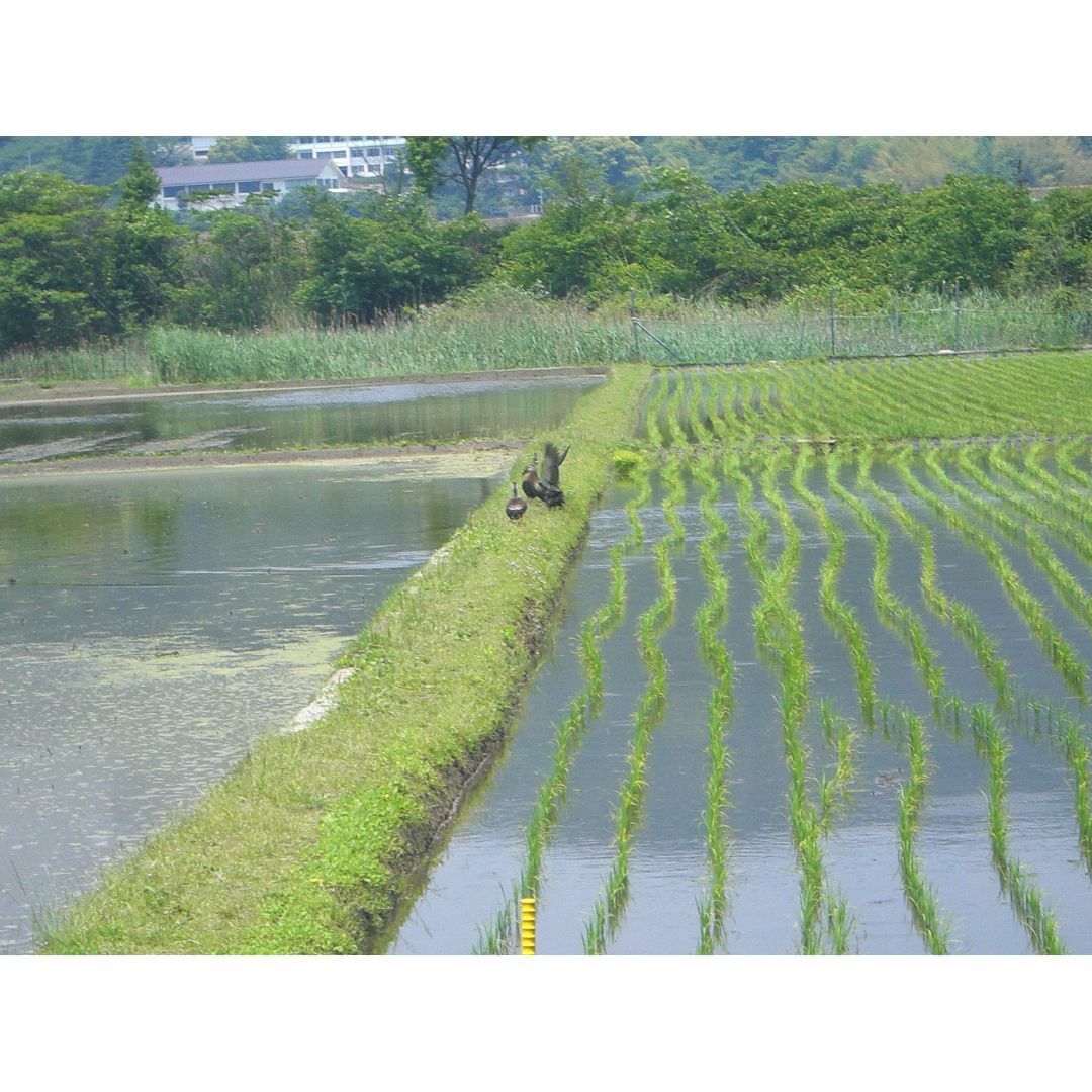 【.広島県産】令和４年産　ヒノヒカリ　10kg（精米後9kgになります。） 食品/飲料/酒の食品(米/穀物)の商品写真