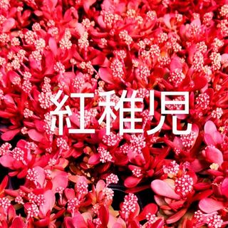 多肉植物  真っ赤な《 紅稚児》 抜き苗(その他)