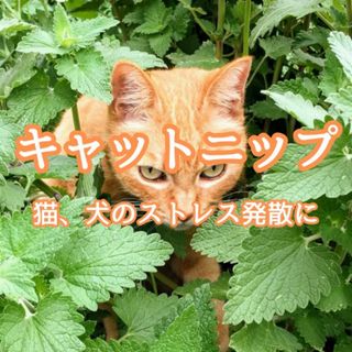 【ハーブの種】キャットニップ 花の種子 200粒以上！宿根草 グランドカバー(プランター)