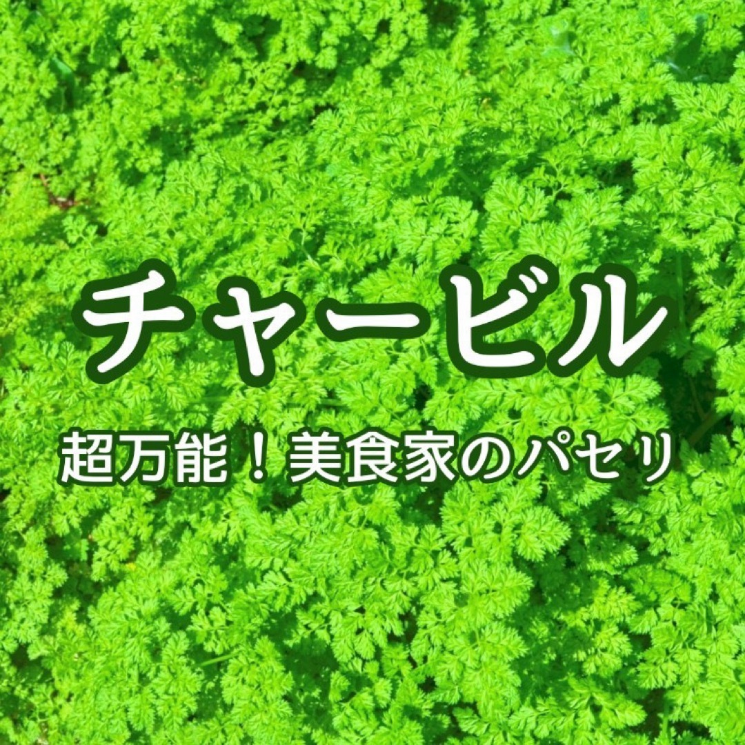 【ハーブの種】チャービル☆セルフィーユ 花の種子 約100粒！ ハンドメイドのフラワー/ガーデン(プランター)の商品写真