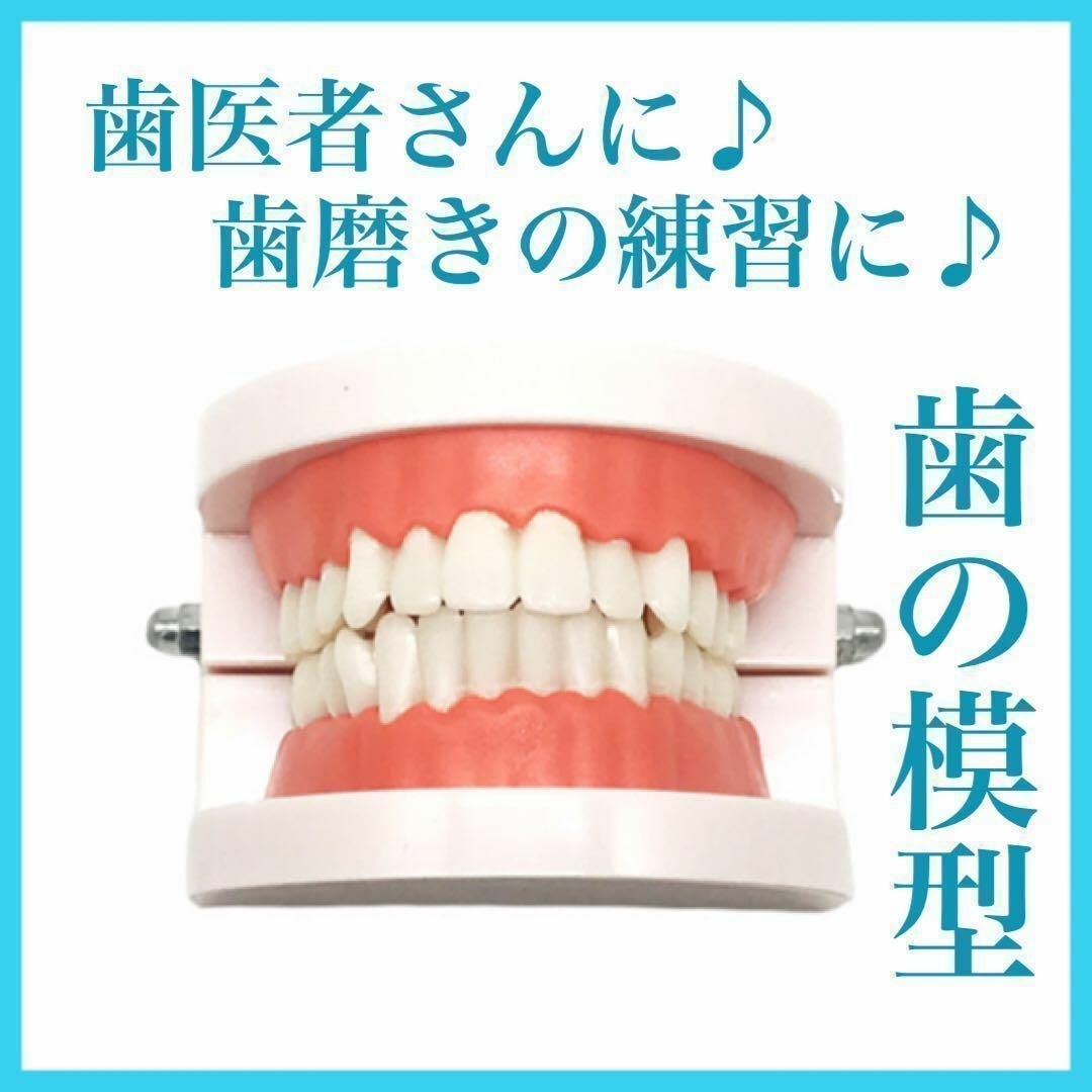 歯型 歯列模型 歯模型 歯の模型  歯磨き指導 はみがき練習 歯医者 練習 人気 コスメ/美容のオーラルケア(その他)の商品写真