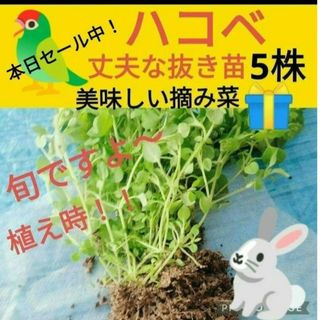 ハコベ苗5株♥今だけ美味しい摘み菜プレゼント！(鳥)