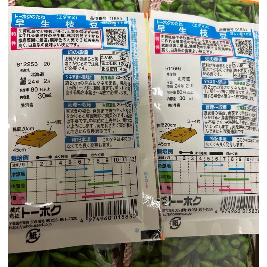 野菜の種　枝豆 食品/飲料/酒の食品(野菜)の商品写真