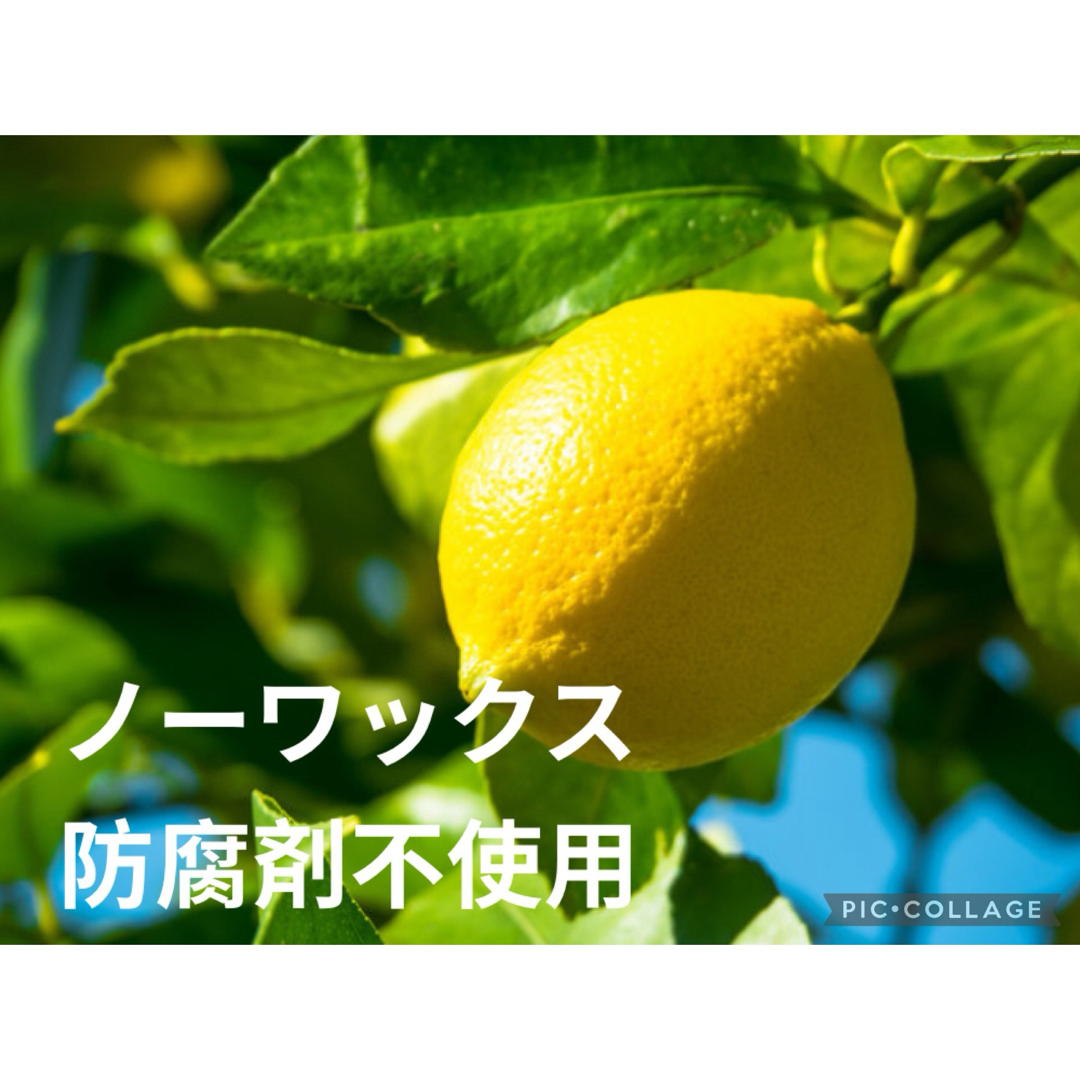 レモン 5kg サイズミックス 防腐剤不使用 美容健康 免疫力 国産 安心安全 食品/飲料/酒の食品(フルーツ)の商品写真
