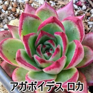 アガボイデス ロカ １頭 韓国苗 エケベリア 多肉植物(その他)