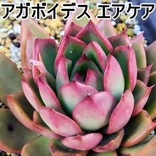 アガボイデス　エアケア　大１頭　エケベリア　多肉植物(その他)