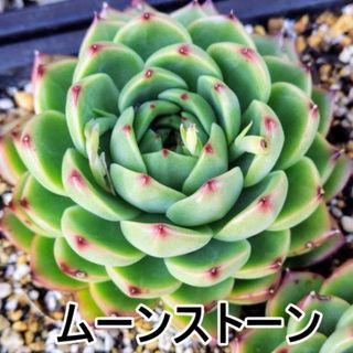 ムーンストーン　大１頭　エケベリア　多肉植物(その他)