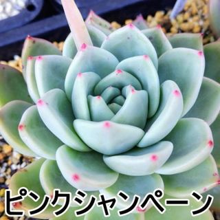 ピンクシャンペーン　大１頭　エケベリア　多肉植物(その他)