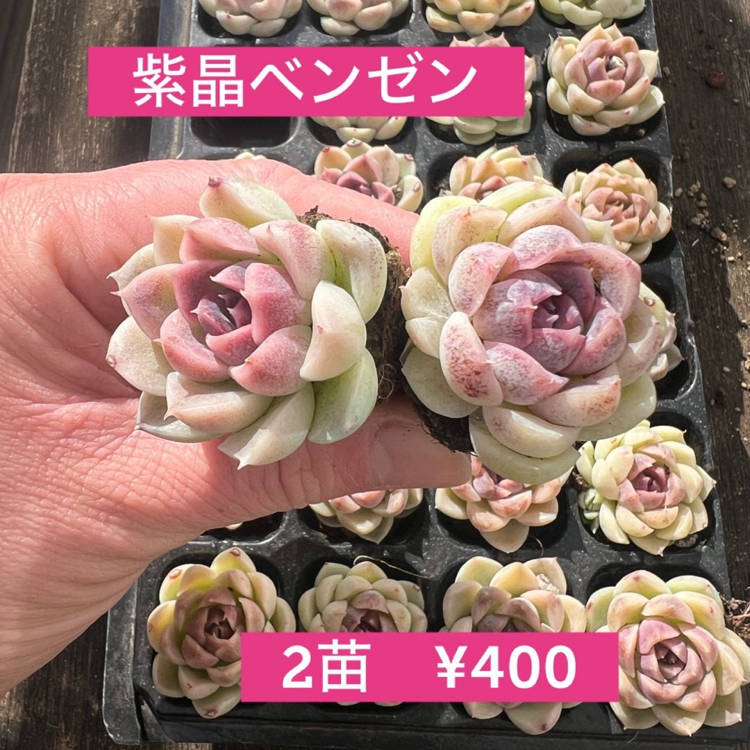 【との様専用】エケベリア　雪蓮　氷氷　紫晶ベンゼン　プラグ苗　抜き苗　寄せ植え ハンドメイドのフラワー/ガーデン(その他)の商品写真