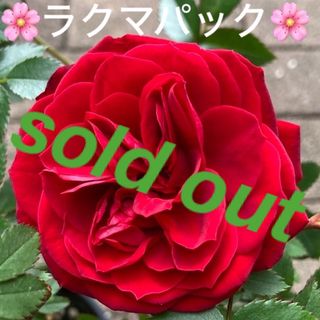 🌸sold out🌸《バラ苗　トゥルーブルーム レッドキャプテン　四季咲き》(その他)