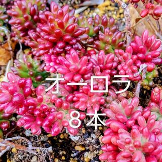 多肉植物  紅葉中の《 オーロラ 》カット苗(その他)