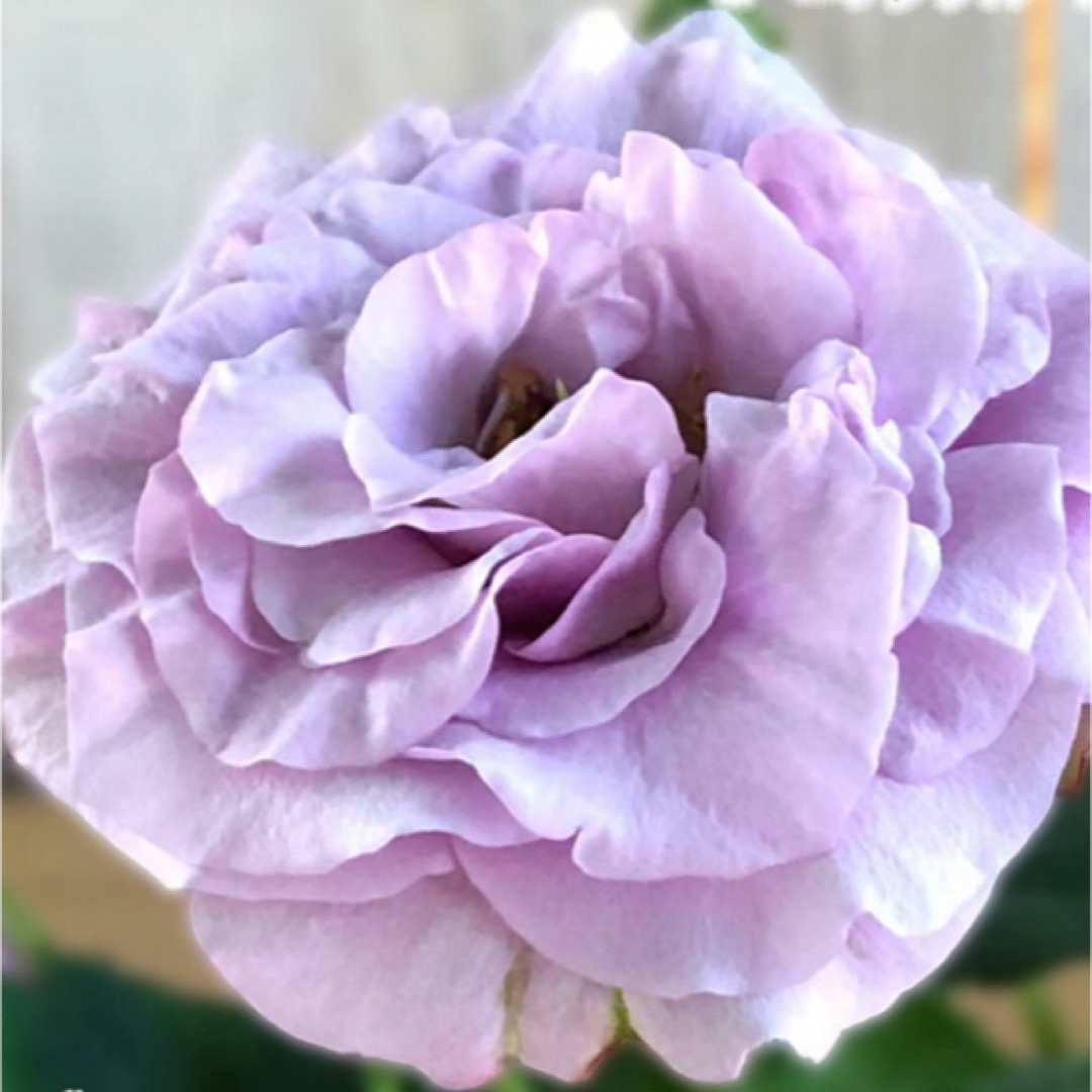 《ミニバラ苗　モーニングブルー オプティマ　四季咲き》⭐︎ラクマパック⭐︎ ハンドメイドのフラワー/ガーデン(その他)の商品写真