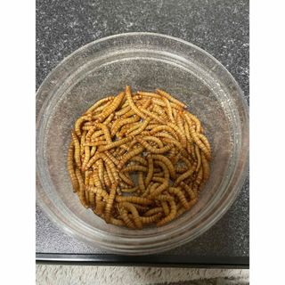 ミルワーム　生き餌　小動物用(爬虫類/両生類用品)