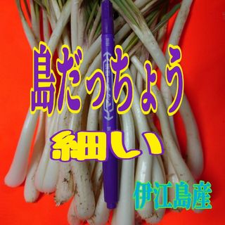 伊江島産　細い　島らっきょう　500g(野菜)