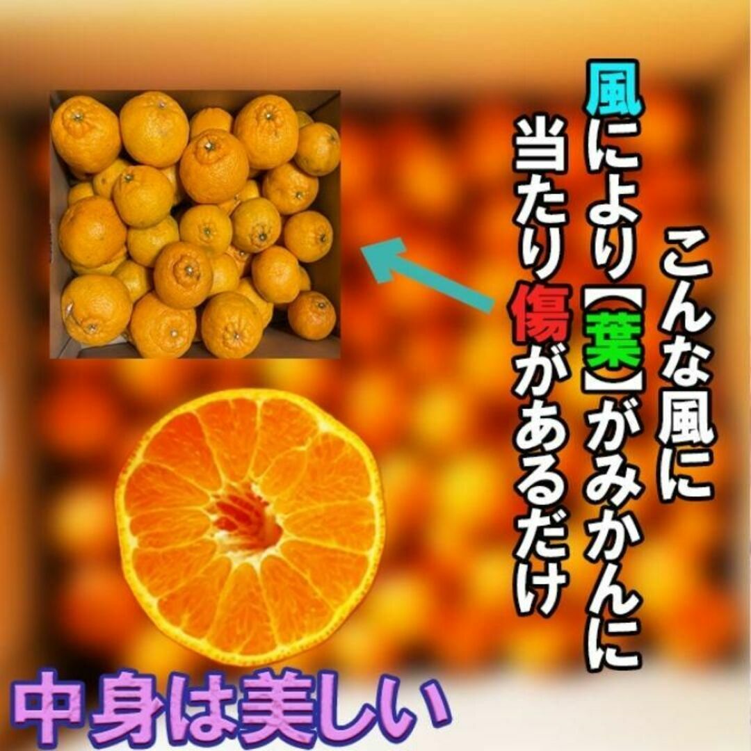 ゼリー食感！とろりと甘い! ！B級の天使のデコポン 3kg 不知火 和歌山 食品/飲料/酒の食品(フルーツ)の商品写真