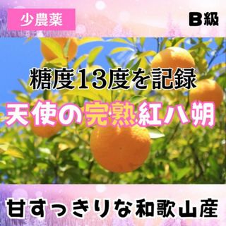 ゼリー食感！甘い! すっきり！B級の天使の紅はっさく 10kg みかん 紅八朔(フルーツ)