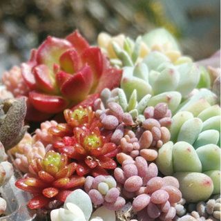 紅葉多肉　20種類以上　寄せ植え用カット苗Set(その他)