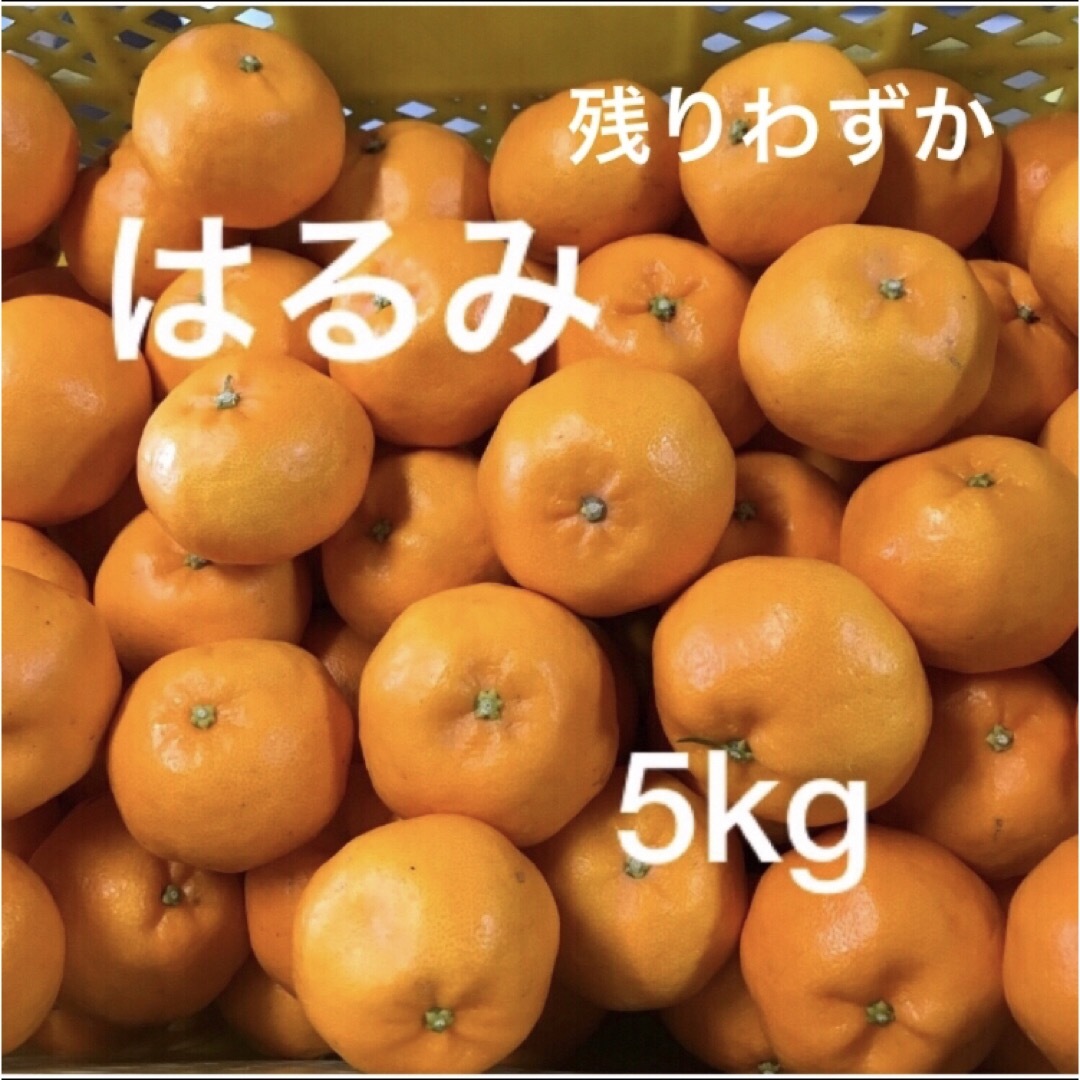 和歌山県産はるみ　5kg(残りわずか) 食品/飲料/酒の食品(フルーツ)の商品写真