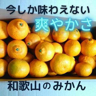 訳ありみかん 和歌山県産 三宝柑　農家直送　ご家庭用 7kg(フルーツ)