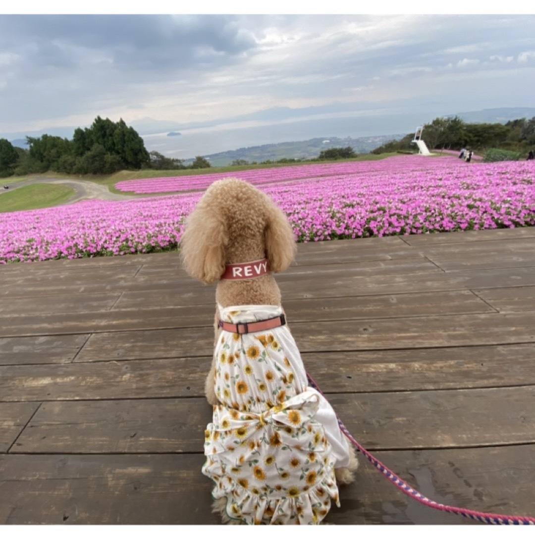 犬服　大型犬　キャミワンピース　スタンプーサイズ その他のペット用品(犬)の商品写真