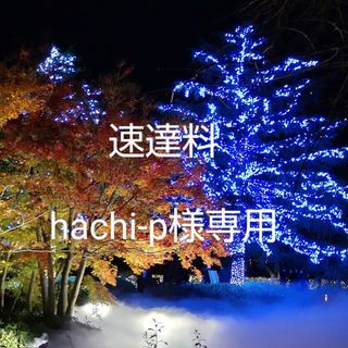 hachi-p様専用 / 多肉植物　紅稚児　速達料(その他)