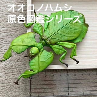 オオコノハムシ　ガチャガチャ　原色図鑑シリーズ　昆虫　おもちゃ　フィギュア