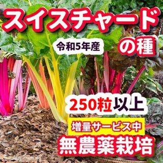 スイスチャード種【250粒以上】★令和5年産・農薬:栽培期間中不使用の種(その他)