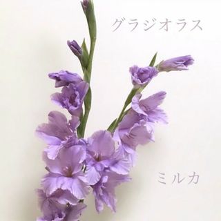 春植え球根 グラジオラス ミルカ 可愛いブルーカラー パープルカラー 3球根(その他)