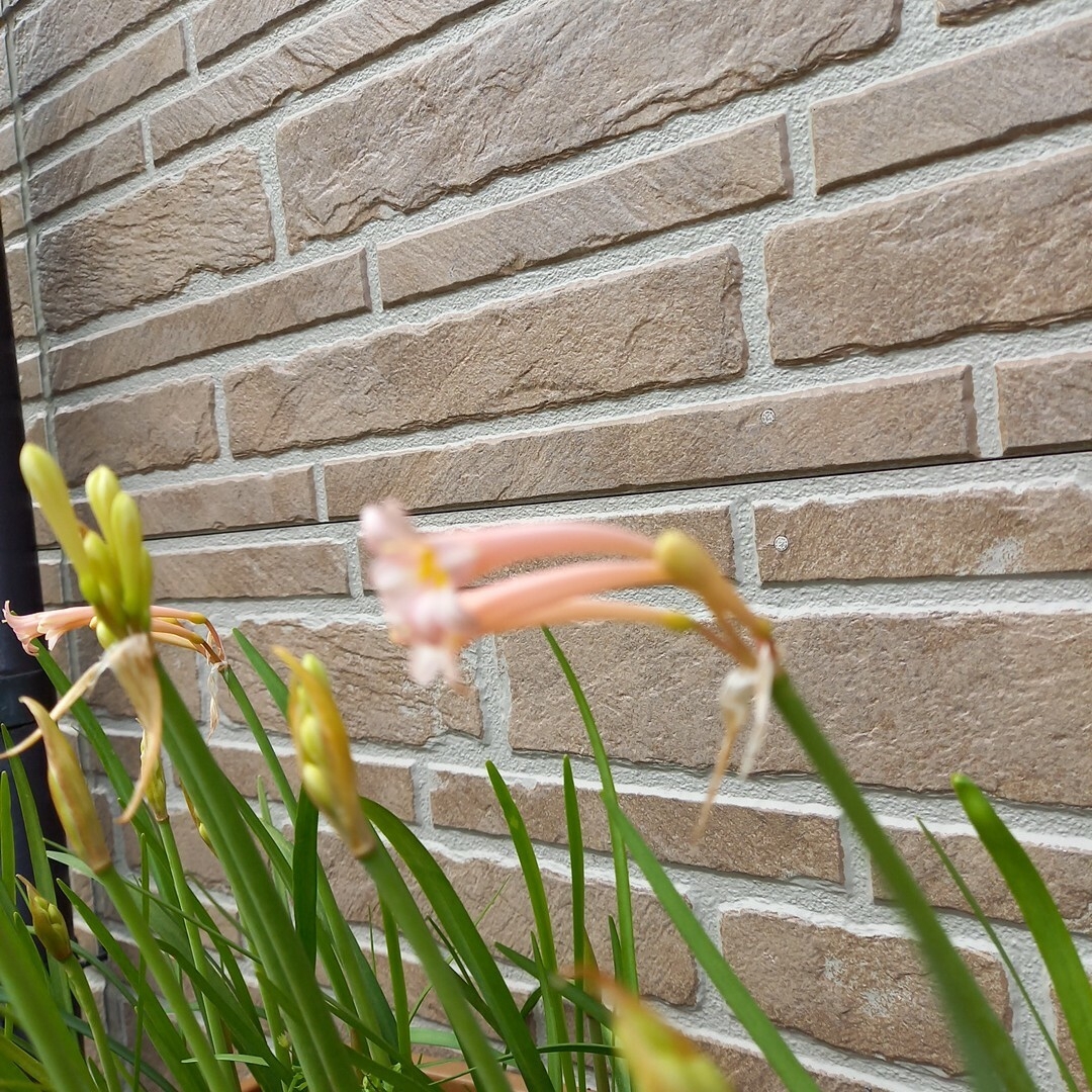 キルタンサス　桃花　10球 ハンドメイドのフラワー/ガーデン(その他)の商品写真