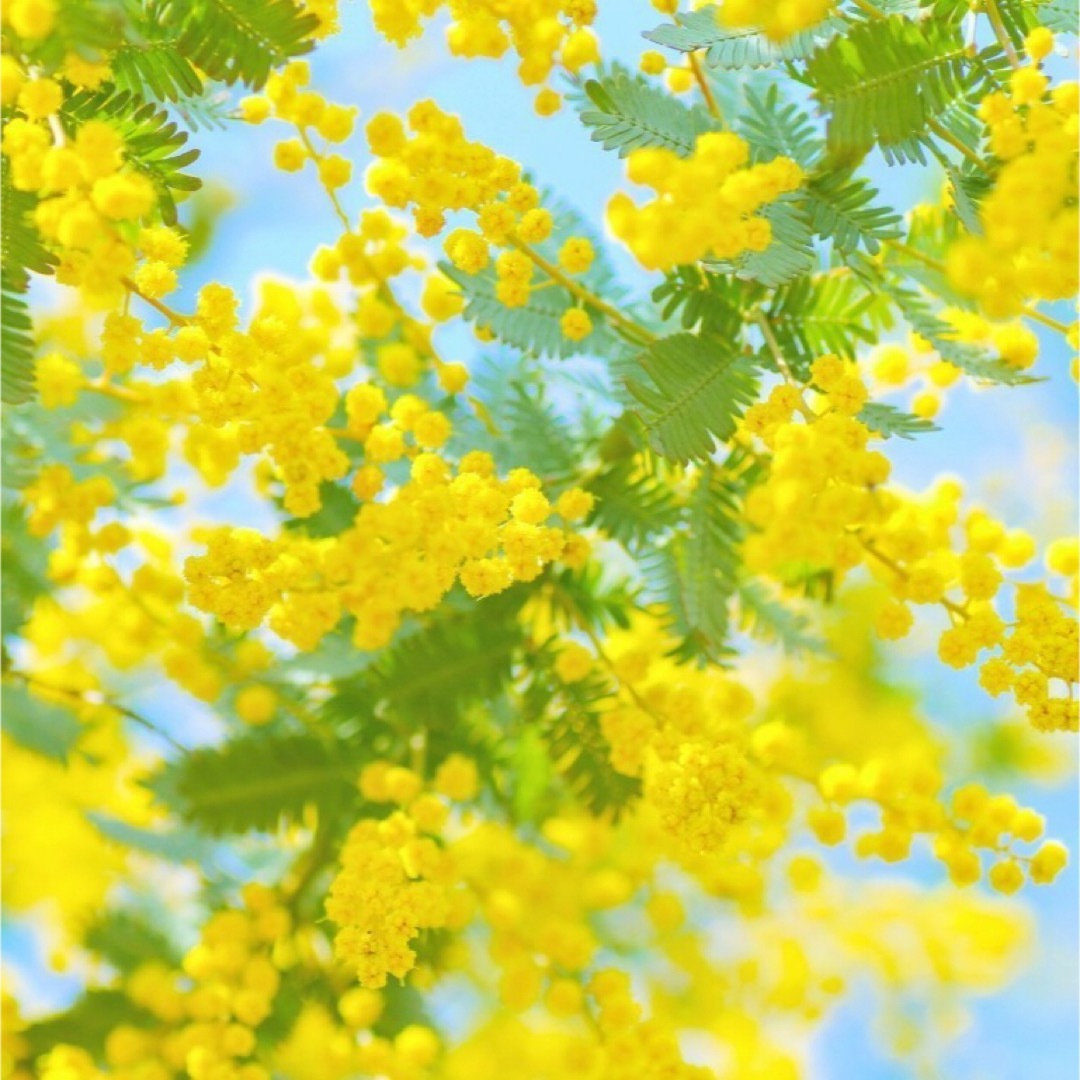 【花の種】銀葉アカシア☆ミモザ 種子約20粒！宿根草ドライフラワーシンボルツリー ハンドメイドのフラワー/ガーデン(プランター)の商品写真