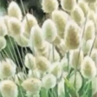 ラグラスバニーテールの種　花の種(プランター)