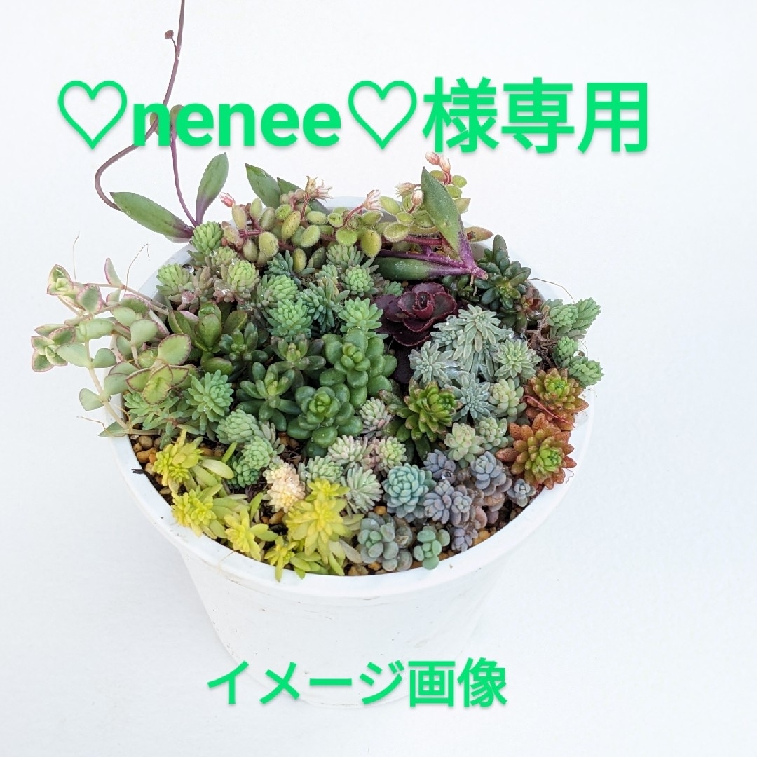 ♡nenee♡様専用 ハンドメイドのフラワー/ガーデン(その他)の商品写真