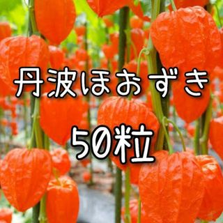 【ほおずきのタネ】50粒 種子 種 ホオズキ 鬼灯 観賞用 切り花 仏花(その他)