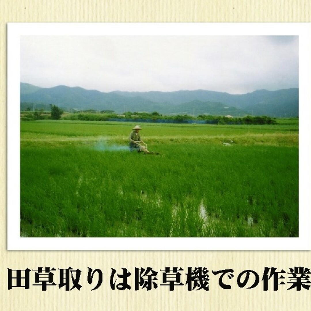 【無農薬】 石垣島産 赤米 500g 食品/飲料/酒の食品(米/穀物)の商品写真