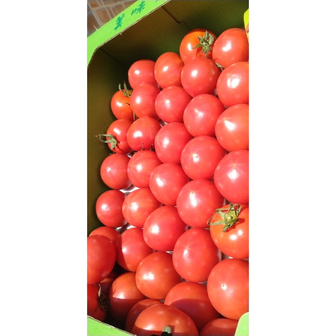 高知県 徳谷トマトフルーツトマト 送料無料 4k 食品/飲料/酒の食品(野菜)の商品写真