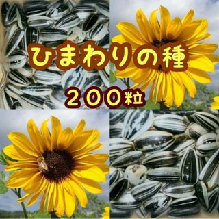 大きくそだつひまわりの種　たっぷり14g約200粒　家庭菜園　花畑　花壇　園芸(その他)