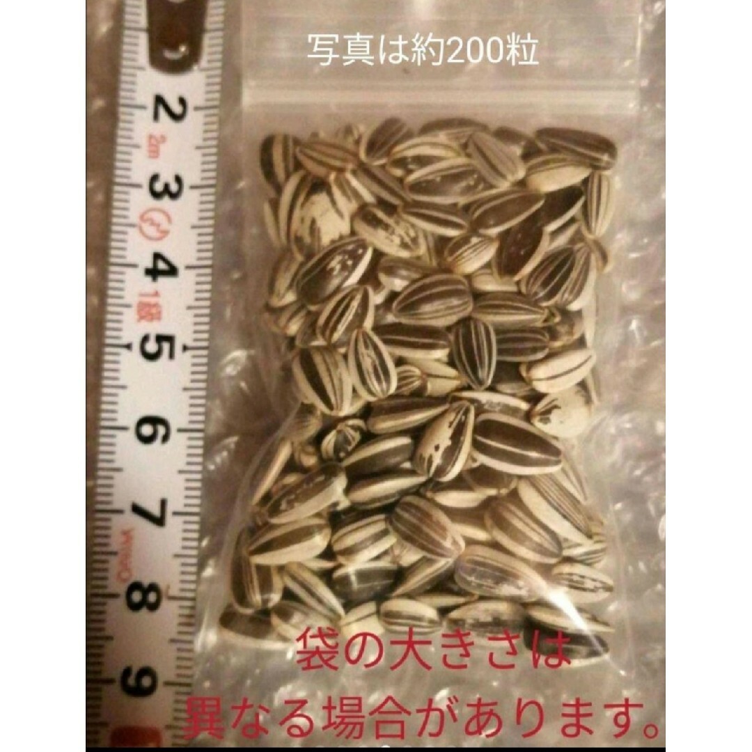 大きくそだつひまわりの種　たっぷり14g約200粒　園芸　プランター　花壇　花畑 食品/飲料/酒の食品(野菜)の商品写真