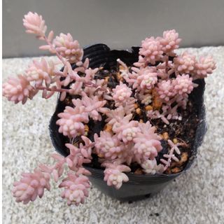 多肉植物　　ミルキーウェイ(その他)