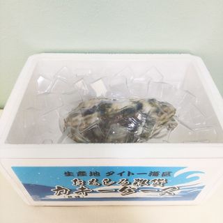 新品未使用 おもしろ雑貨タイトー牡蠣　キーケース　カキーケース(キーケース)