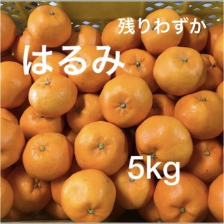 和歌山県産はるみ　5kg(残りわずか)(フルーツ)