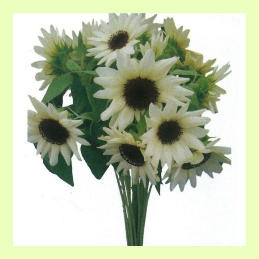 17粒　憧れの優しいホワイト系ひまわり✦ホワイトナイト✦花の種 ハンドメイドのフラワー/ガーデン(その他)の商品写真