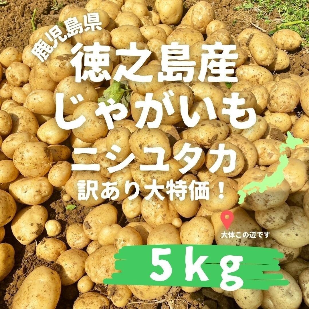 【出品再開しました】じゃがいも　新じゃが　新赤土ばれいしょ　訳アリ　5kg 食品/飲料/酒の食品(野菜)の商品写真