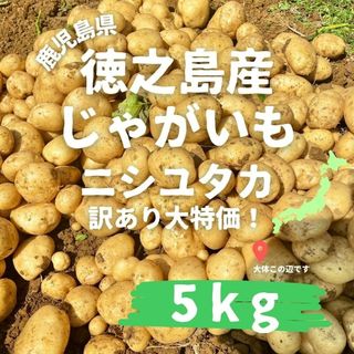 【出品再開しました】じゃがいも　新じゃが　新赤土ばれいしょ　訳アリ　5kg(野菜)